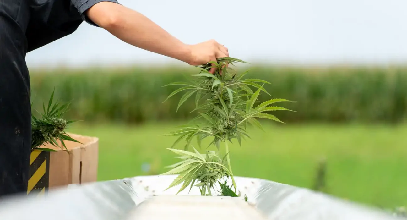 Alabama Officials Hold Hearing On Whether To Reschedule Marijuana In Line With Trump's Federal Move