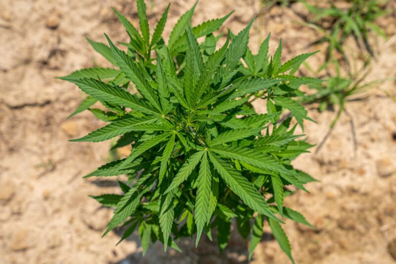 America at 250: Why Hemp Deserves a Place in the Nation's Next Industrial Chapter