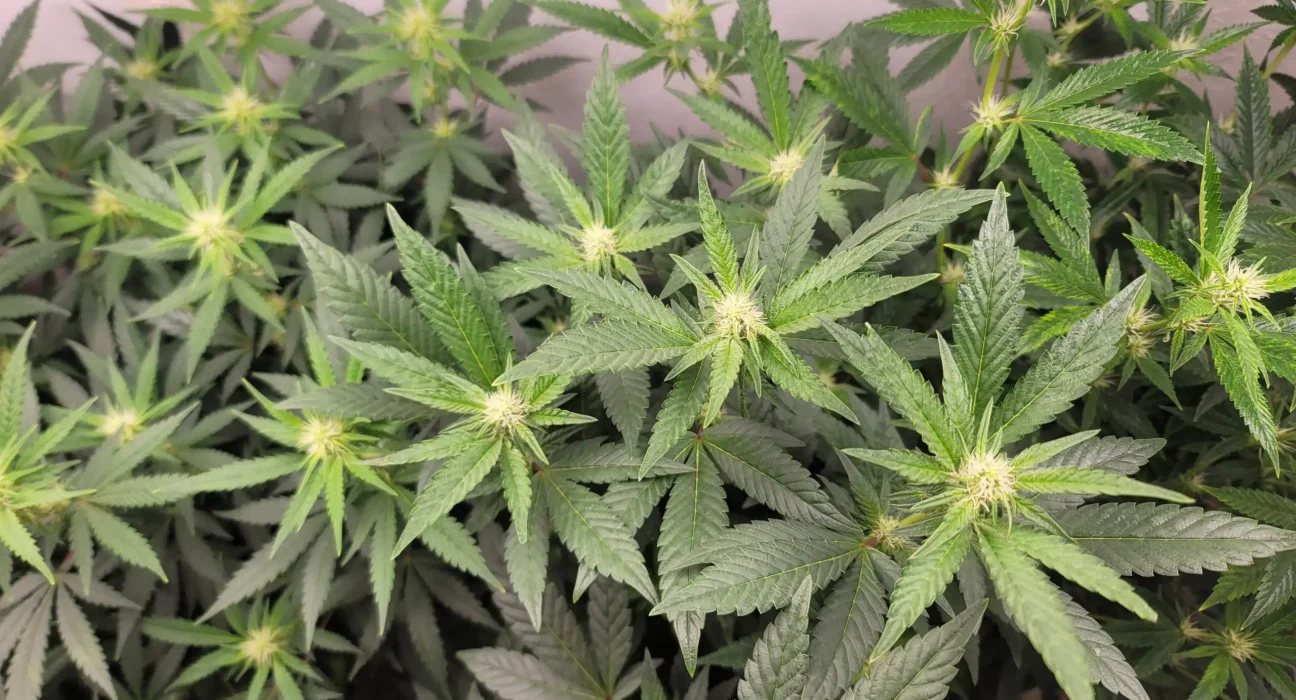 Arkansas GOP Governor And Democratic Challenger Agree On Opposing Marijuana Legalization