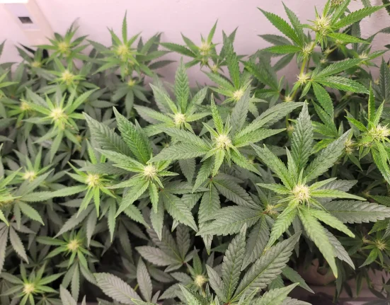 Arkansas GOP Governor And Democratic Challenger Agree On Opposing Marijuana Legalization