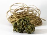 Beyond 0.3%: Why Hemp's Future May Depend on Regulating Purpose Instead of THC