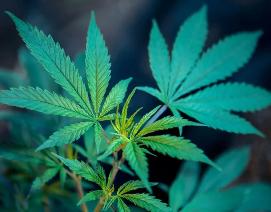 California Treasurer Calls Voter-Approved Marijuana Legalization Law A 'Complete Failure' That Should Be Replaced With A New Ballot Initiative