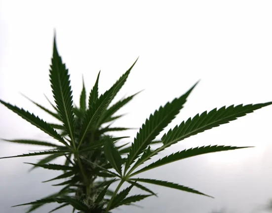 California's Top Marijuana Regulator Says Local Bans 'Benefit' Illicit Market, With 97% Of Busts In Counties Without Legal Growers