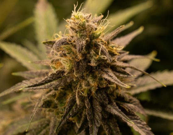 Cannabis Culture Needs Collaboration