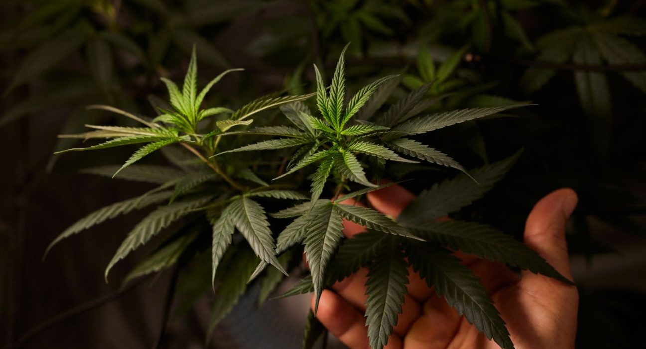 Craft Cannabis Got Priced Out