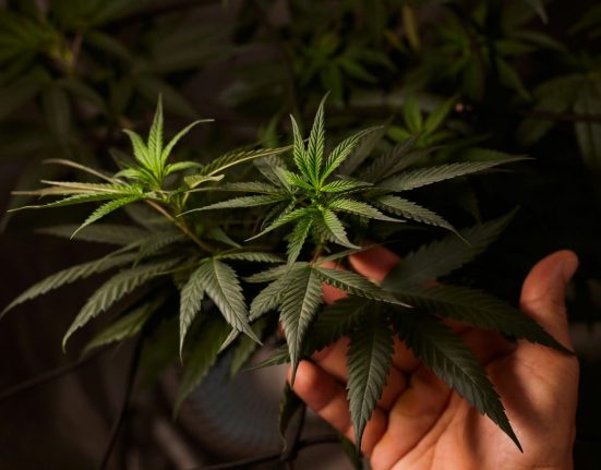Craft Cannabis Got Priced Out