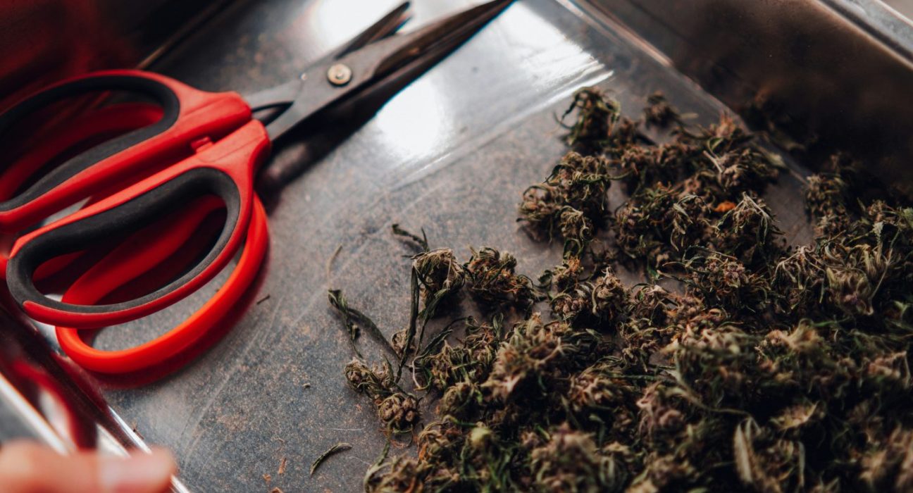 Five Years and $100,000 Later, New York Finally Let Me Sell Weed