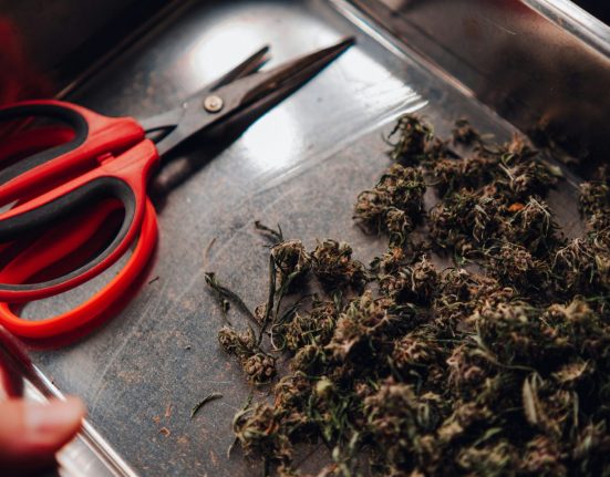 Five Years and $100,000 Later, New York Finally Let Me Sell Weed