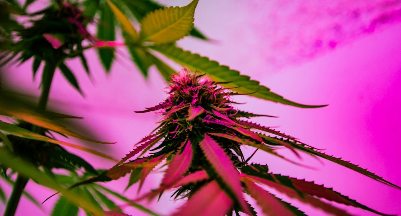 From Pelvic Pain to Pleasure: The Case for Cannabis as Women's Medicine.