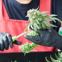 Kansas Governor Candidate Pushes Cannabis Legalization Platform