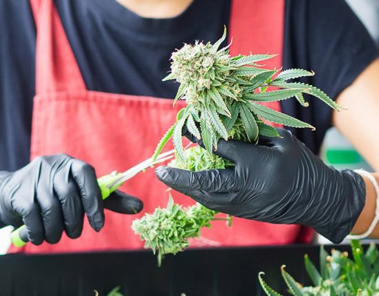 Kansas Governor Candidate Pushes Cannabis Legalization Platform
