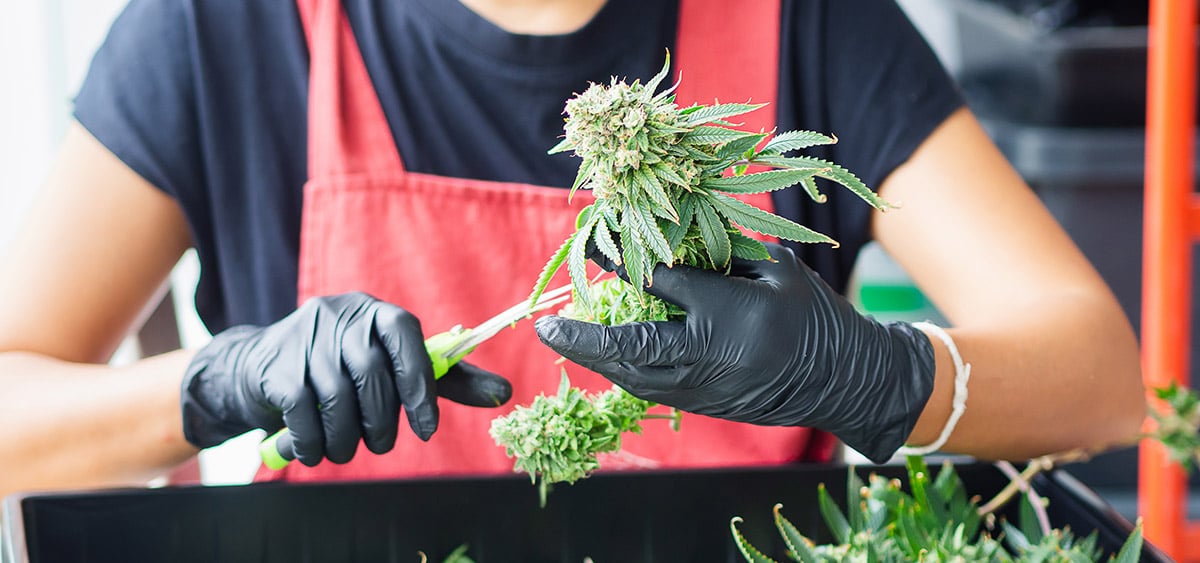 Kansas Governor Candidate Pushes Cannabis Legalization Platform