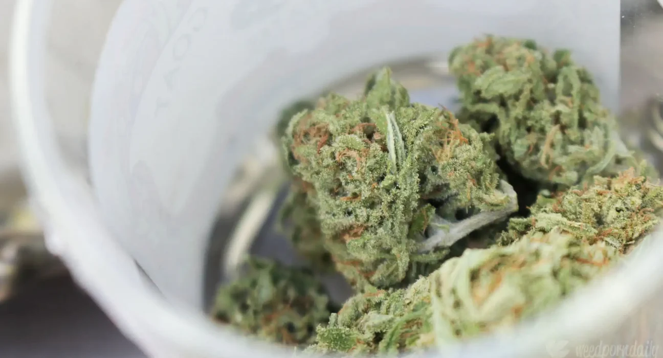 Legalizing Marijuana Reduces Personal Bankruptcy Rates As Arrests Decline, Study Shows
