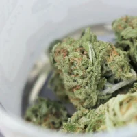 Legalizing Marijuana Reduces Personal Bankruptcy Rates As Arrests Decline, Study Shows