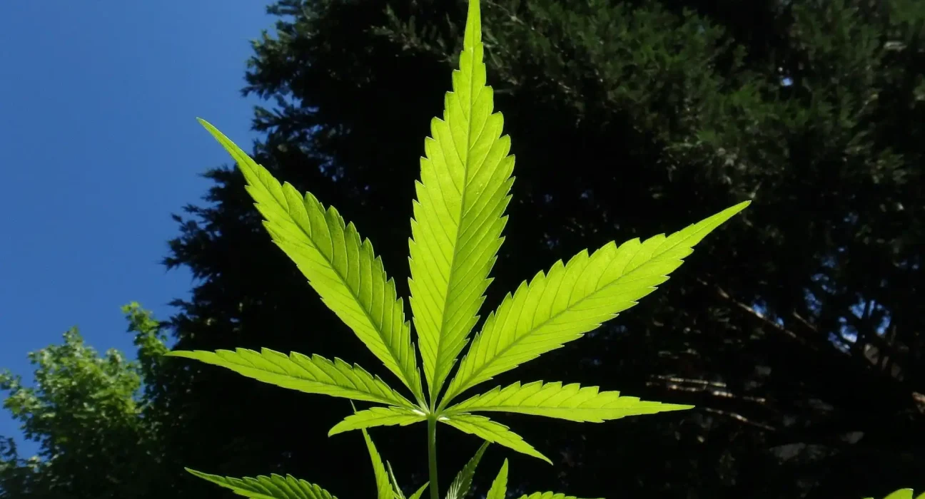 Massachusetts Anti-Marijuana Initiative Signatures Face New Challenge As State Officials Certify Measure For Ballot