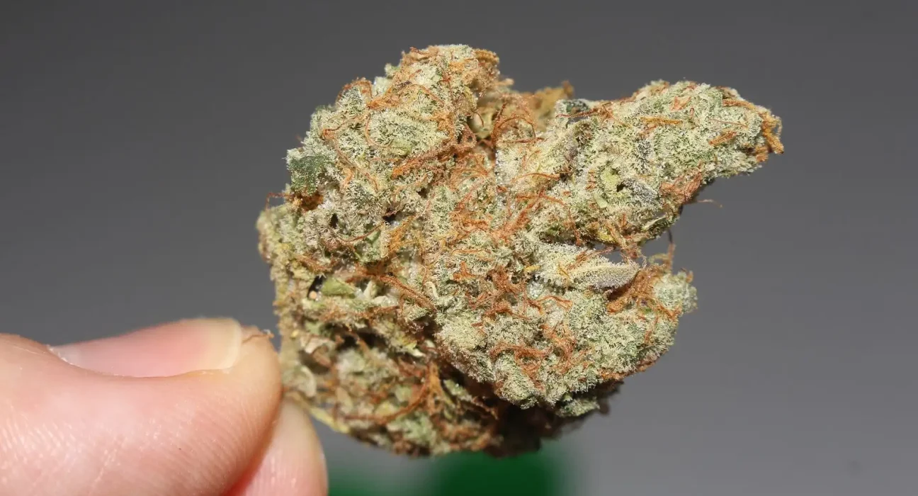 Massachusetts Initiative To Roll Back Marijuana Legalization Officially Qualifies For November Ballot