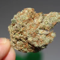 Massachusetts Initiative To Roll Back Marijuana Legalization Officially Qualifies For November Ballot