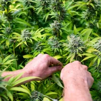 Medical Marijuana Is 'Effective' In Providing Relief To Patients With Restless Legs Syndrome, Study Shows