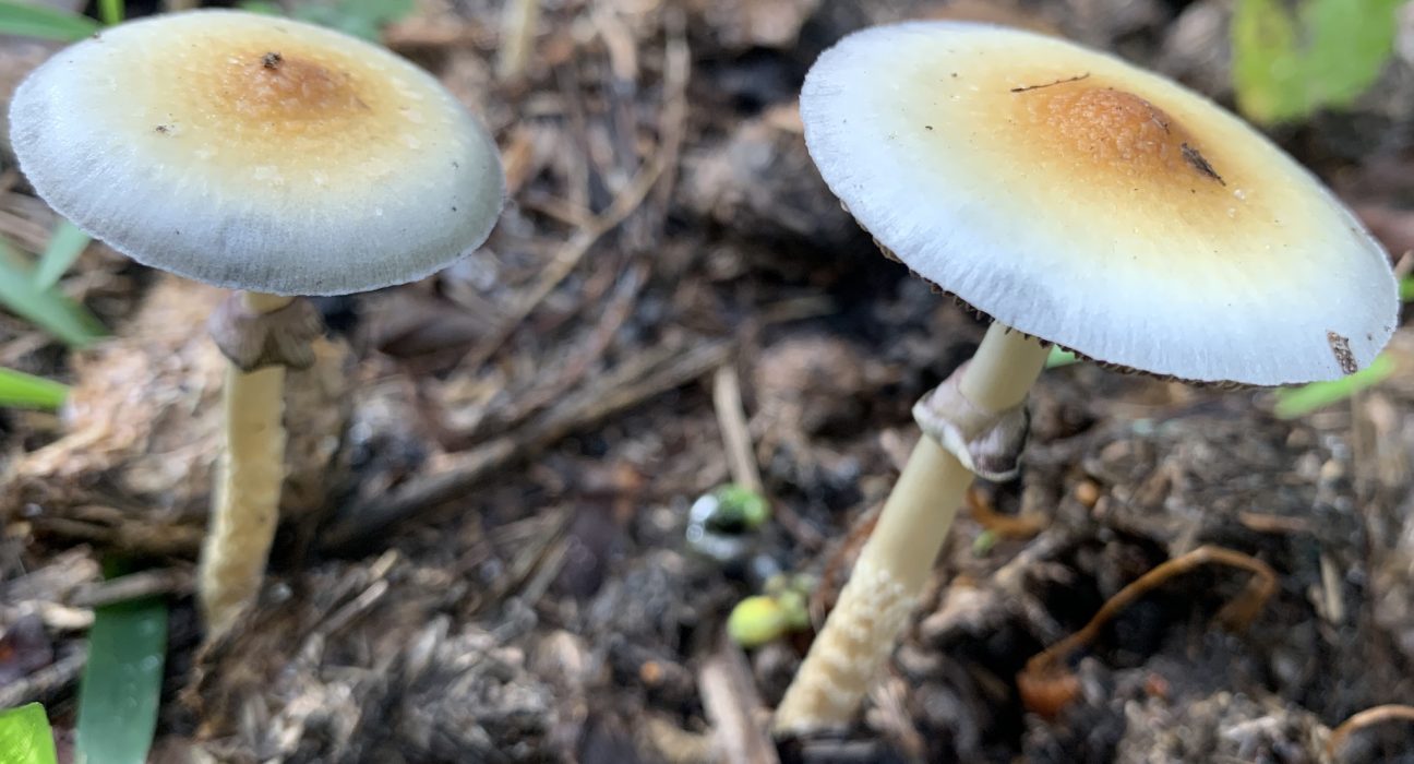 Minnesota Is On The Cusp Of Making Psychedelic Medicine Available (Op-Ed)