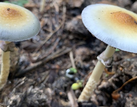 Minnesota Is On The Cusp Of Making Psychedelic Medicine Available (Op-Ed)