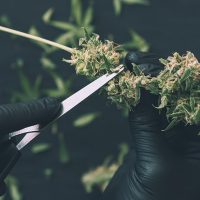 Missouri Cannabis Workers Win Union Contract to Secure Higher Pay and Paid Vacation