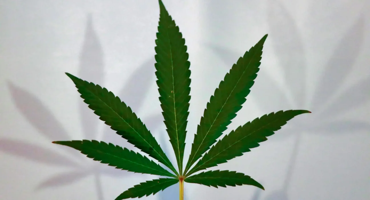 Most Marijuana Consumers Don't Believe Trump Administration Will Complete Rescheduling This Year, Poll Shows