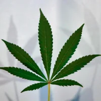 Most Marijuana Consumers Don't Believe Trump Administration Will Complete Rescheduling This Year, Poll Shows