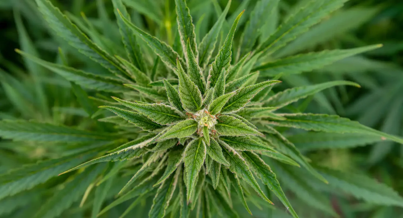 Most cannabis consumers don't expect full rescheduling this year, poll shows (Newsletter: July 9, 2026)