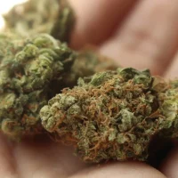 New Virginia Law Forces Medical Cannabis Patients To Choose Between Their Medicine And Their Housing (Op-Ed)