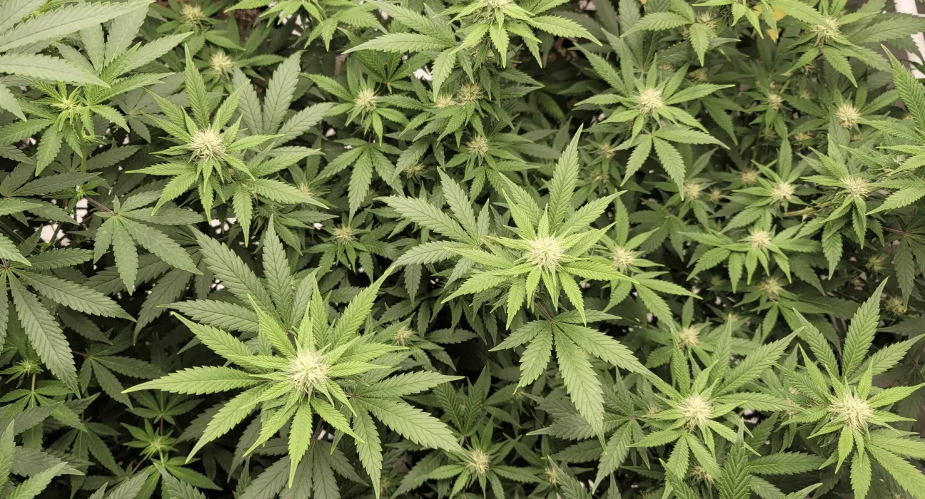 North Carolina Governor And House Speaker Clash On Marijuana Legalization