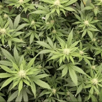 North Carolina Governor And House Speaker Clash On Marijuana Legalization