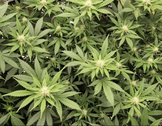 North Carolina Governor And House Speaker Clash On Marijuana Legalization