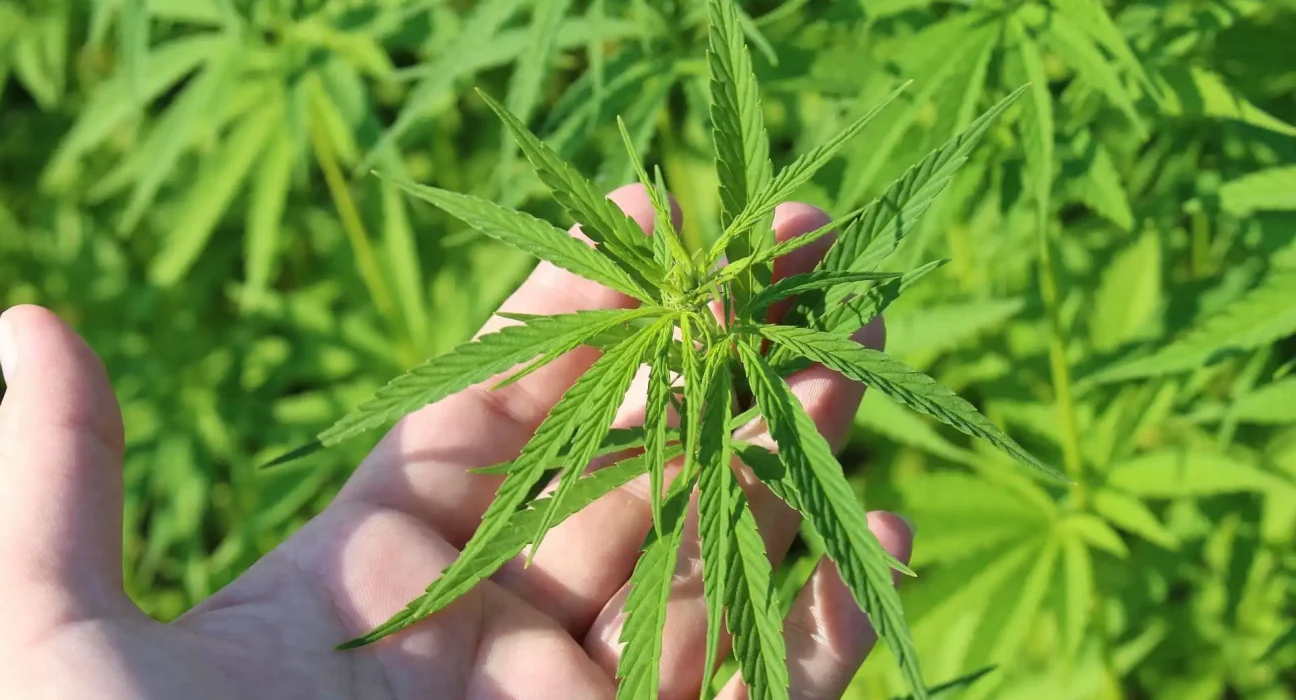Texas Senator Pledges Renewed Effort To Ban Hemp THC Products