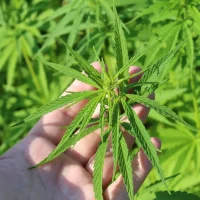Texas Senator Pledges Renewed Effort To Ban Hemp THC Products