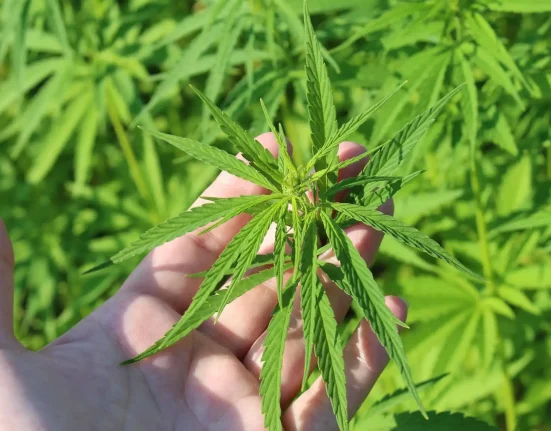 Texas Senator Pledges Renewed Effort To Ban Hemp THC Products