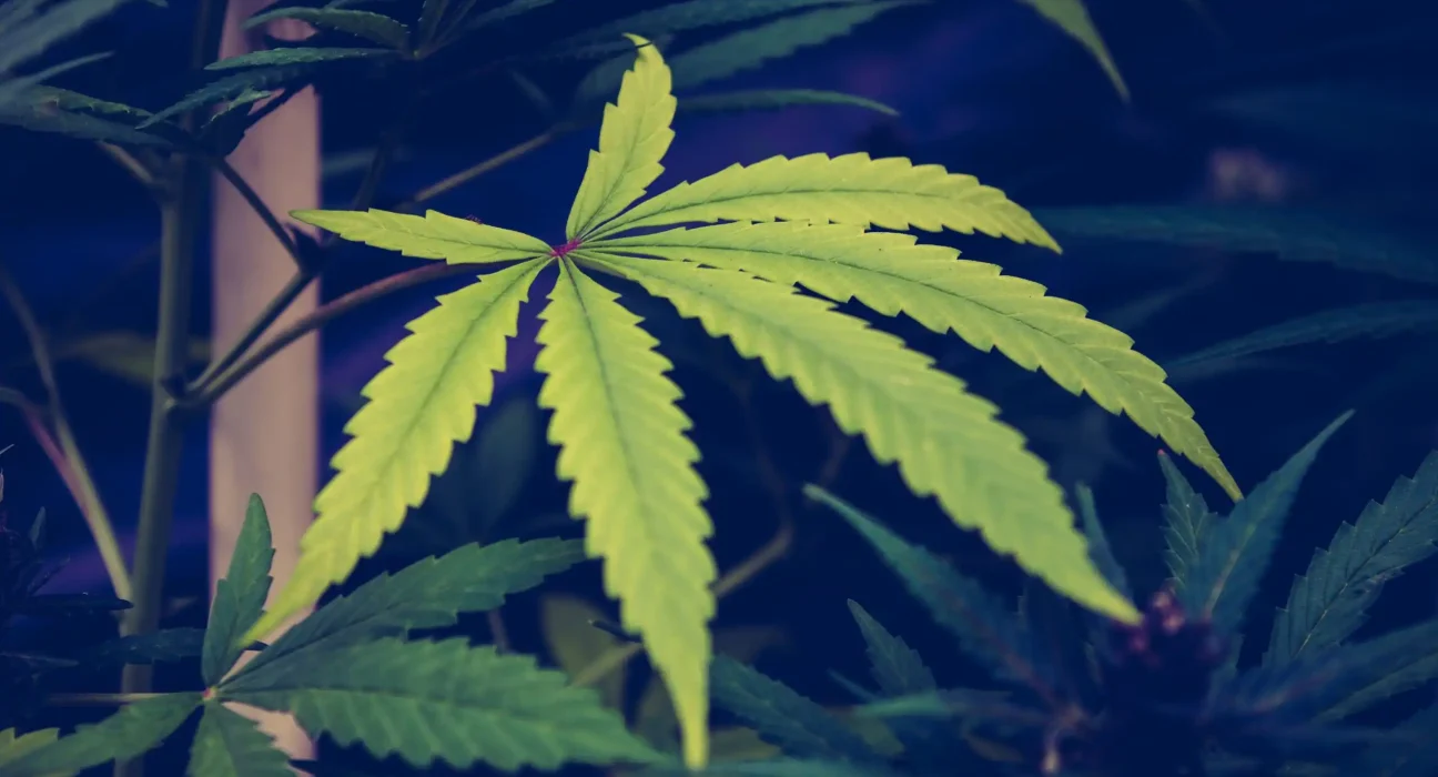 Using Marijuana Will Make You 'A Loser In Life,' GOP Congressman Says