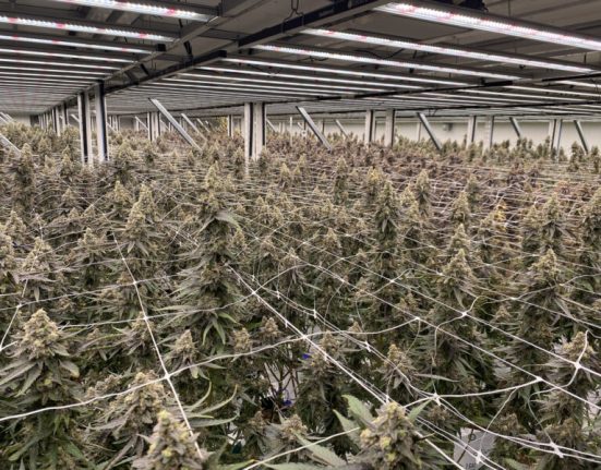 Why Architectural Clarity Has Become Essential for Cannabis Operators