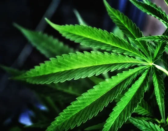 Wyoming Attorney General Blocks State Marijuana Rescheduling That Would Be Triggered By Trump's Federal Reform