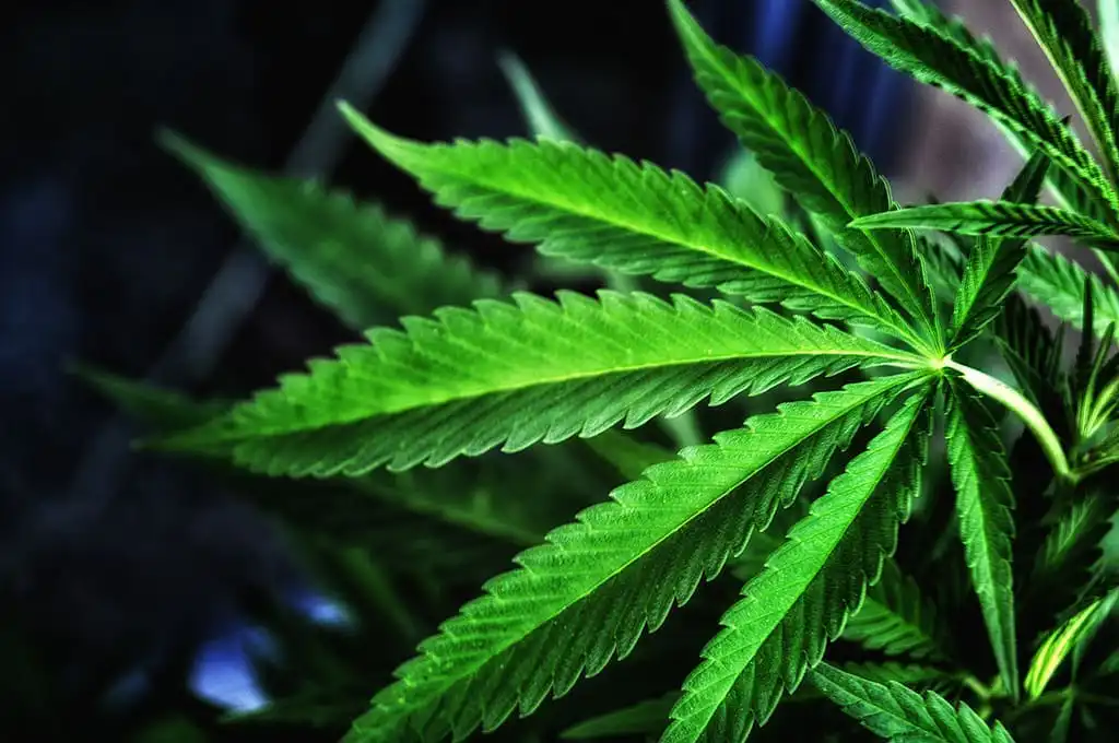 Wyoming Attorney General Blocks State Marijuana Rescheduling That Would Be Triggered By Trump's Federal Reform