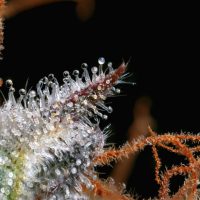 100% More THC = 15% Stronger High. So Why Did Weed Spend 30 Years Chasing the Number?