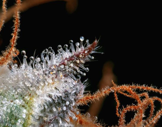 100% More THC = 15% Stronger High. So Why Did Weed Spend 30 Years Chasing the Number?