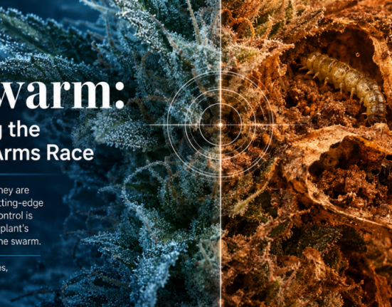 Cannabis Pest Management: The Everswarm IPM Strategy for 2026