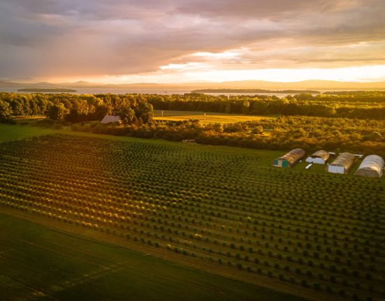 Regenerative Cannabis Farming: Living Soil, Sun-Grown Weed and No Federal Help