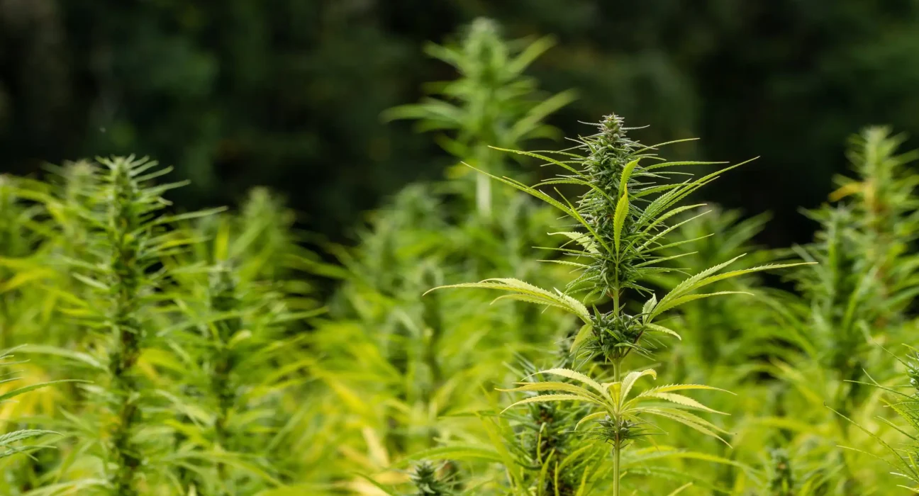 Texas Officials Are Facing A Federal Lawsuit Over New Hemp Product Restrictions