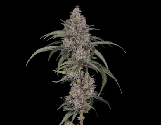 The Industry Bet Against Bud. Flower Smokers Never Left.