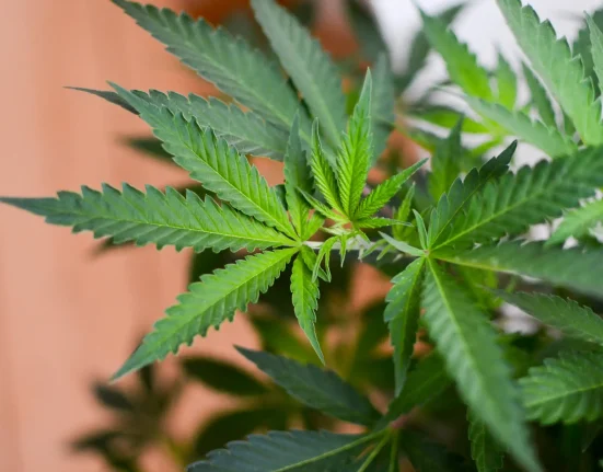 Anti-Drug Coalition Wants Voters To Pressure Candidates About Banning Hemp THC Products Ahead Of November Elections
