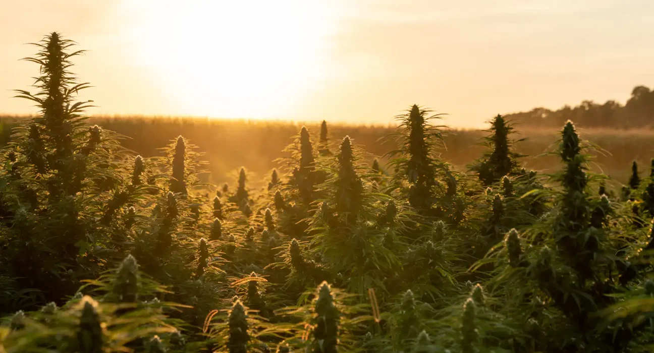 Cannabis & federal employment bill in Congress (Newsletter: September 21, 2026)