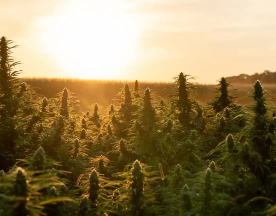 Cannabis & federal employment bill in Congress (Newsletter: September 21, 2026)