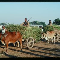 Ed Rosenthal: Why India Should Re-Legalize Cannabis