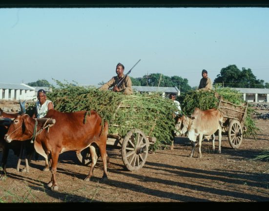 Ed Rosenthal: Why India Should Re-Legalize Cannabis